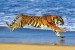 plakaty-tiger-on-a-beach-2911.jpg